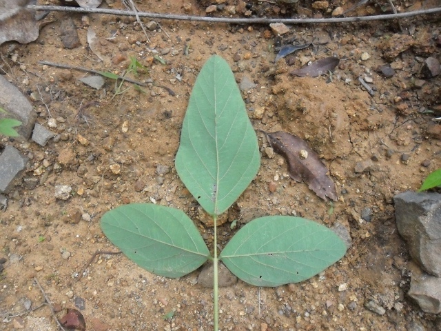 Desmodium tortuosum