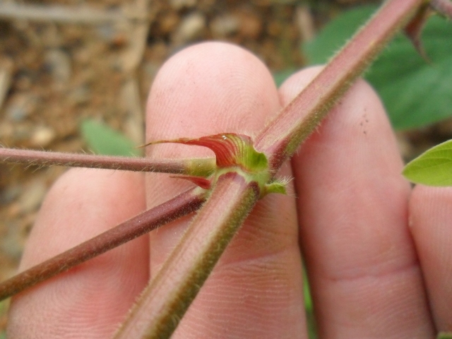 Desmodium tortuosum