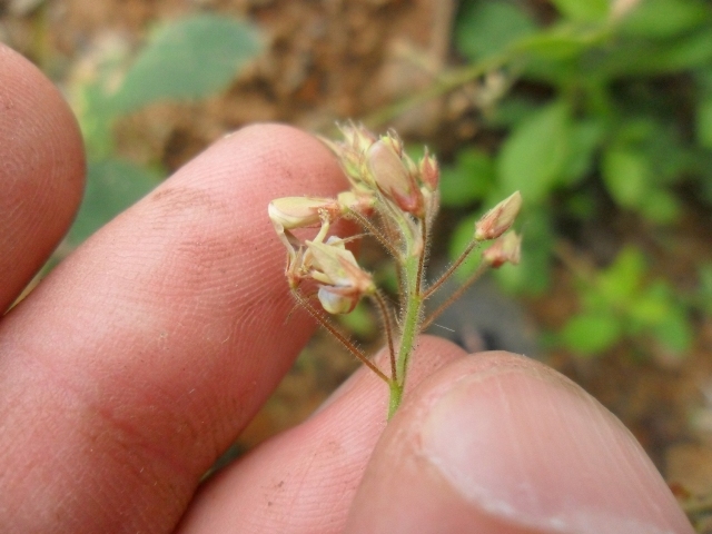 Desmodium tortuosum