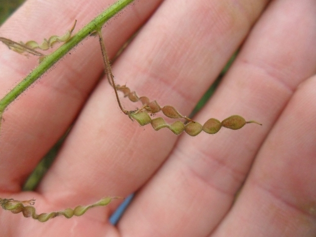 Desmodium tortuosum