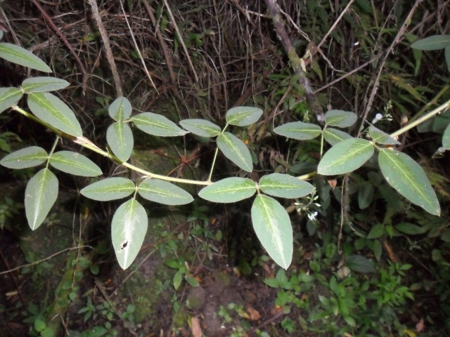 Desmodium subsericeum