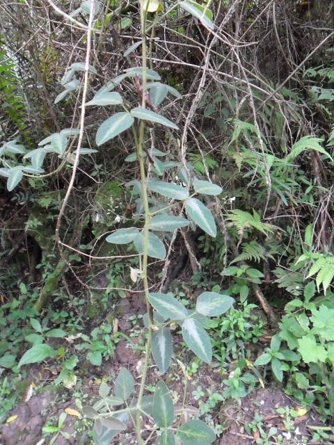 Desmodium subsericeum