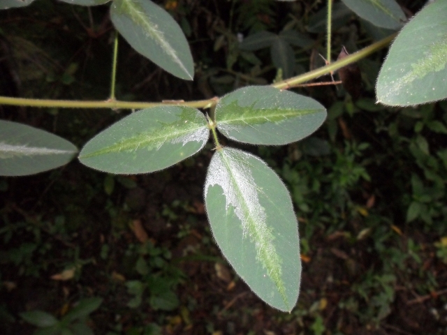 Desmodium subsericeum