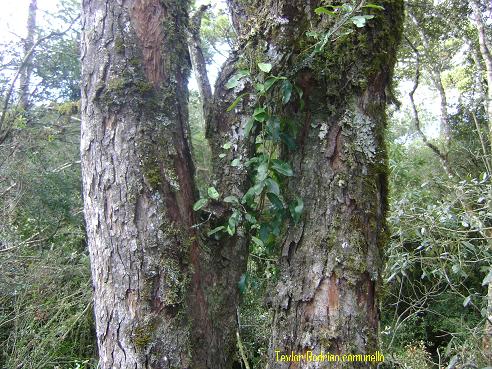 Lithraea brasiliensis