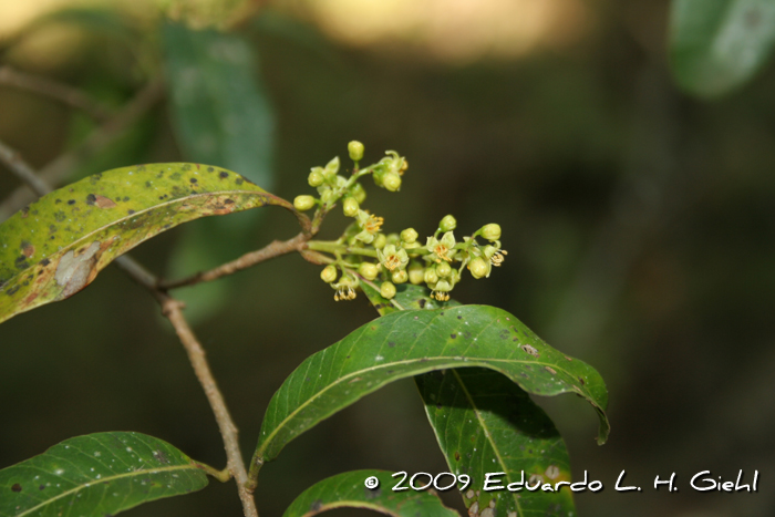 Lithraea brasiliensis