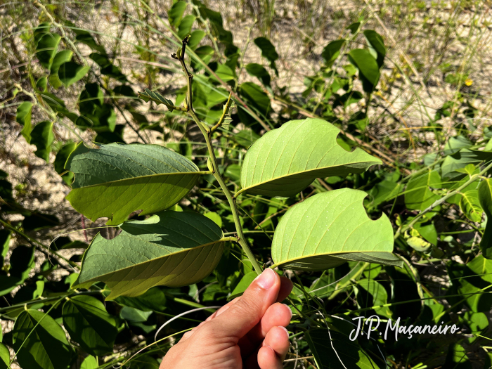 Dalbergia ecastaphyllum
