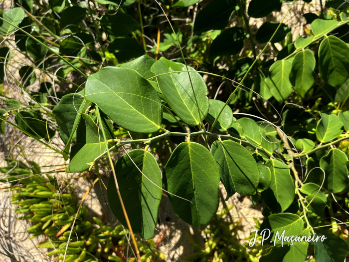 Dalbergia ecastaphyllum