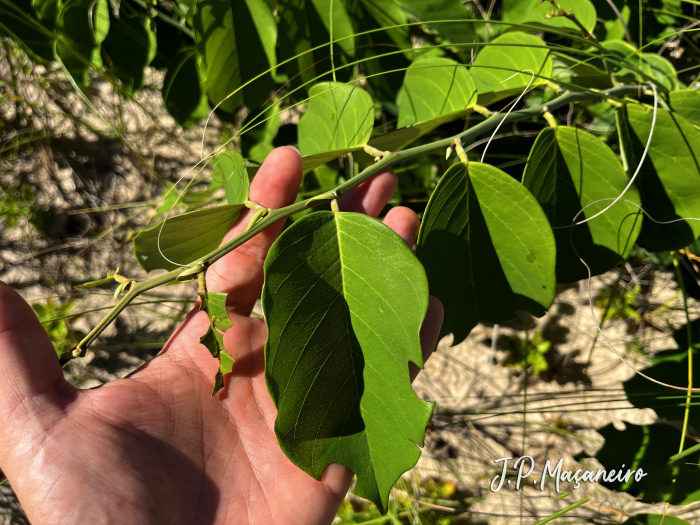 Dalbergia ecastaphyllum