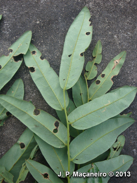 Dalbergia brasiliensis