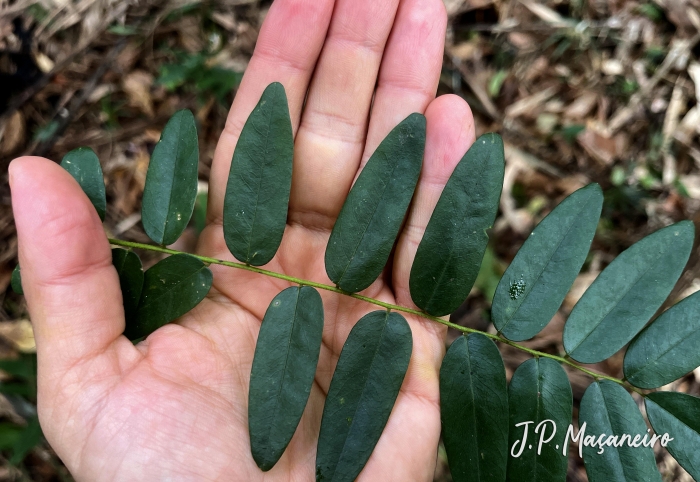 Dalbergia brasiliensis