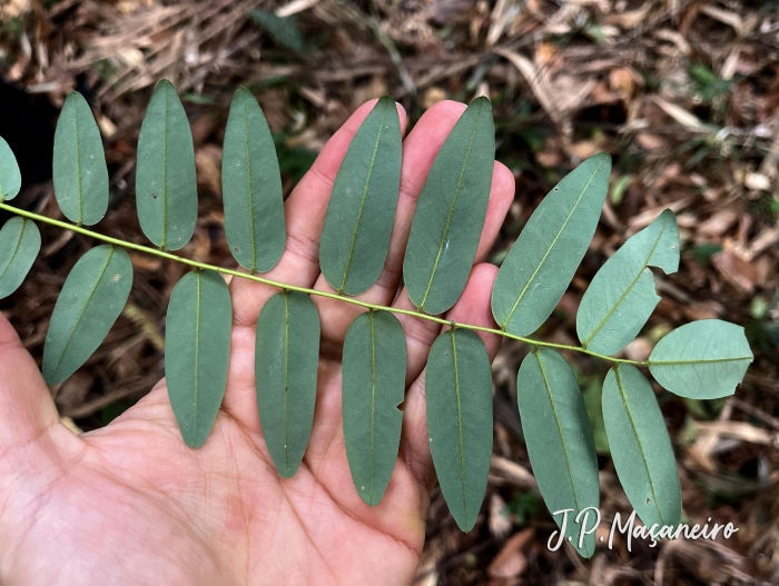 Dalbergia brasiliensis