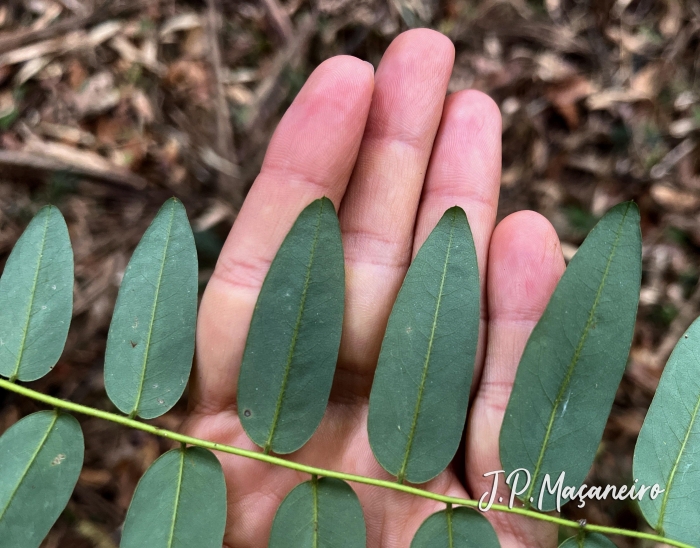 Dalbergia brasiliensis