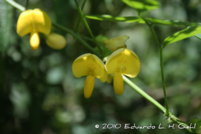 Nissolia nigricans