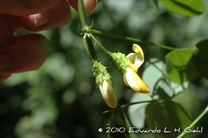 Nissolia nigricans