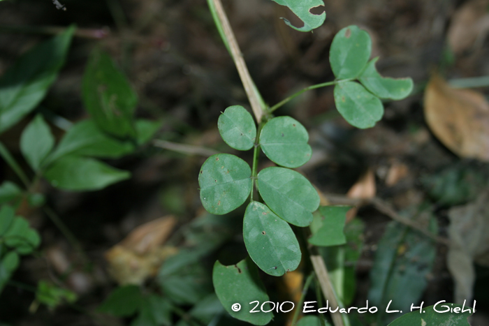 Nissolia nigricans