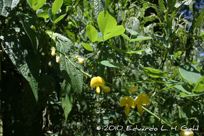 Nissolia nigricans