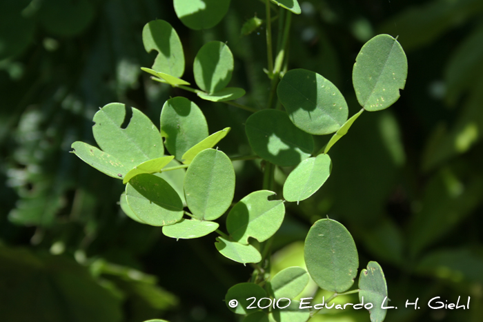 Nissolia nigricans