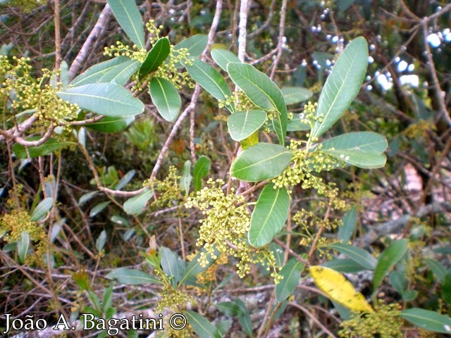 Lithraea brasiliensis