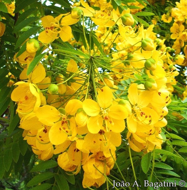 Cassia leptophylla