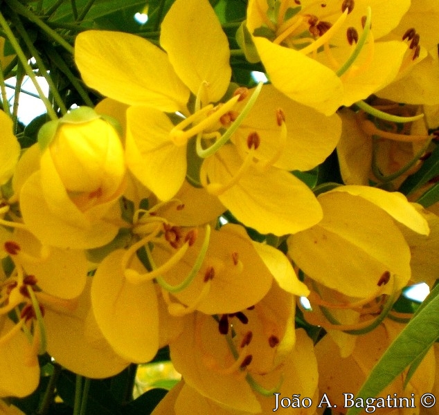 Cassia leptophylla