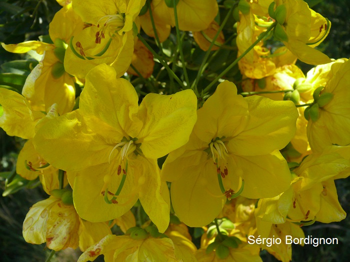 Cassia leptophylla