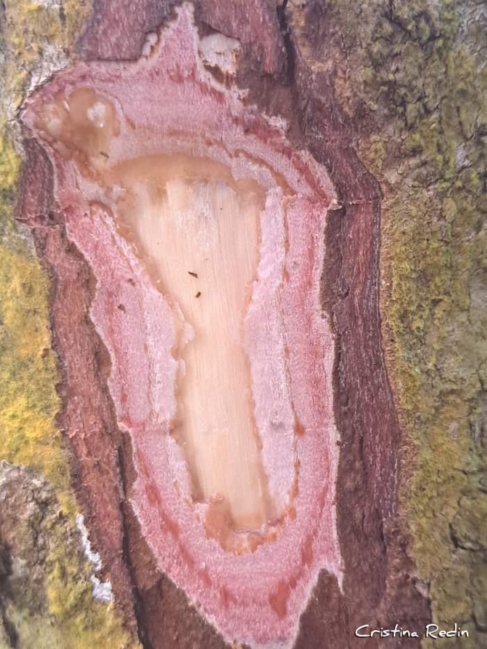 Lithraea brasiliensis