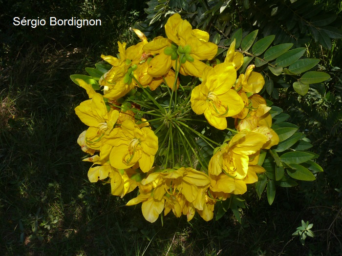 Cassia leptophylla