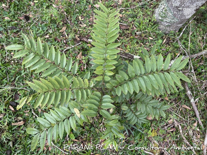 Cassia leptophylla
