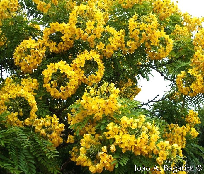 Cassia leptophylla