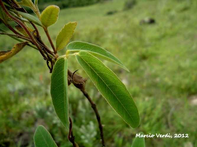 Camptosema rubicundum