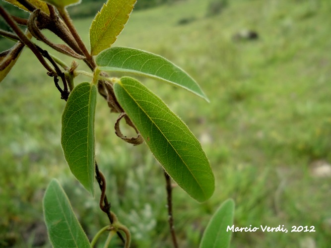 Camptosema rubicundum