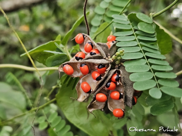 Abrus precatorius