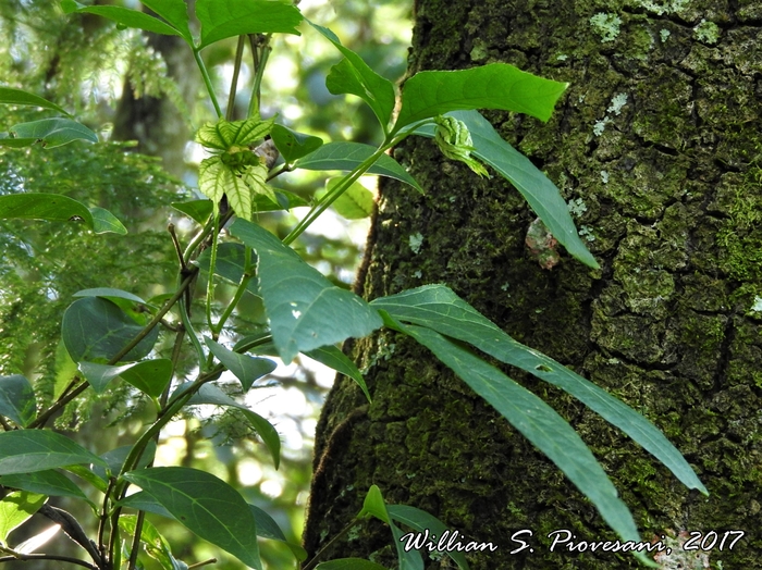 Dalechampia stenosepala