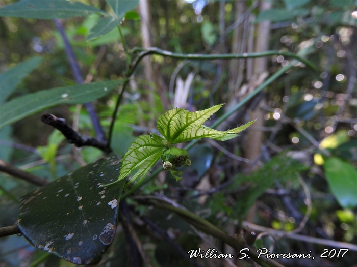 Dalechampia stenosepala