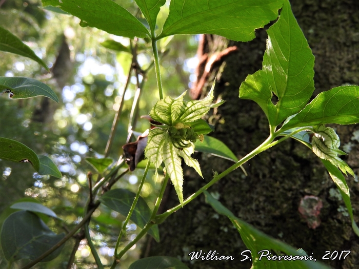 Dalechampia stenosepala