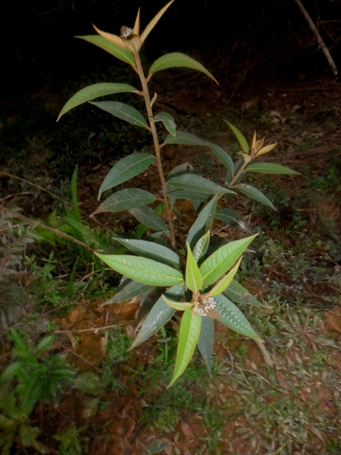 Croton triqueter