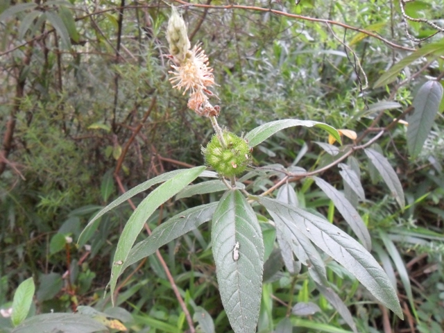 Croton serratifolius