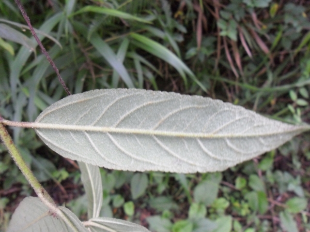 Croton serratifolius