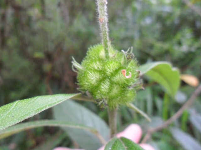 Croton serratifolius