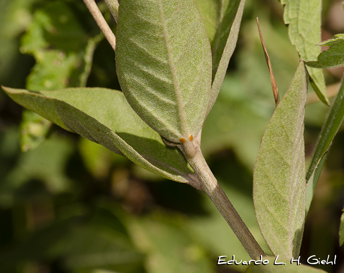 Croton lanatus