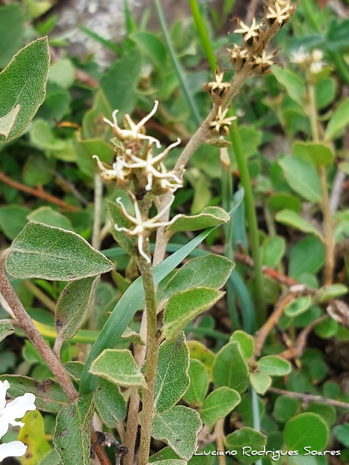 Croton lanatus