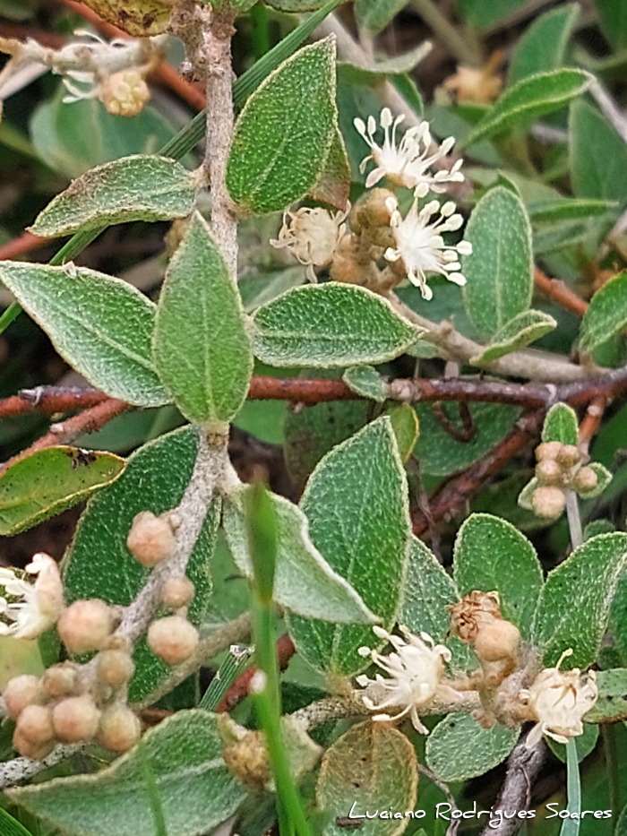 Croton lanatus