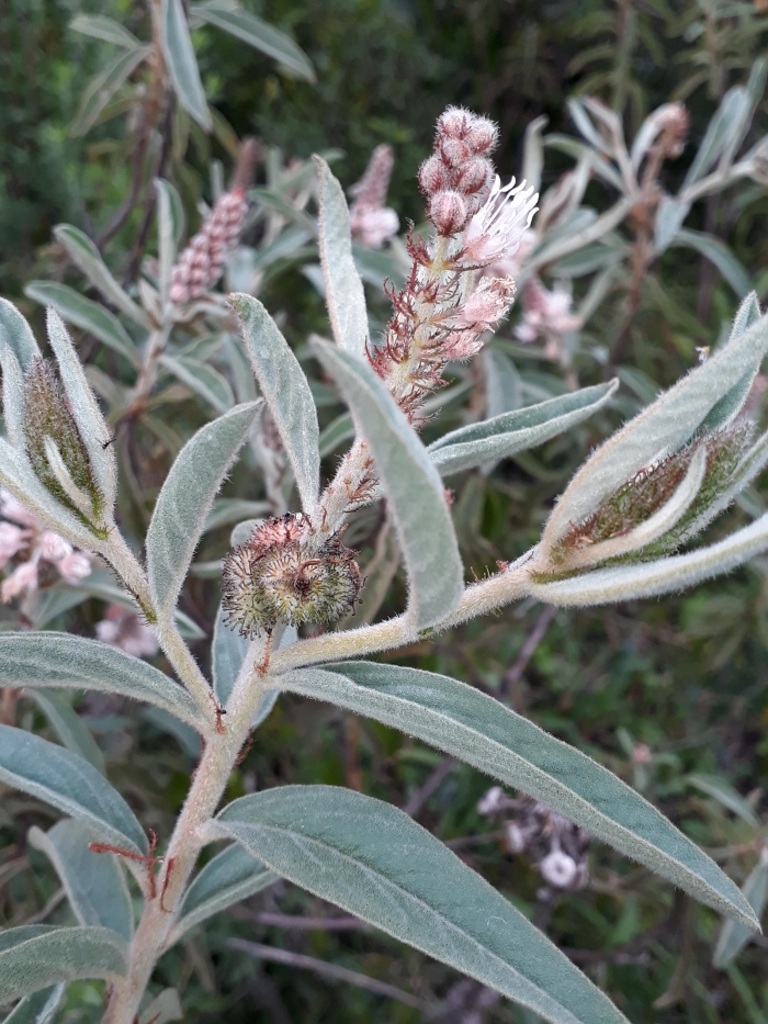 Croton serratifolius