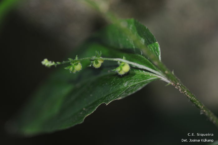 Chiropetalum anisotrichum