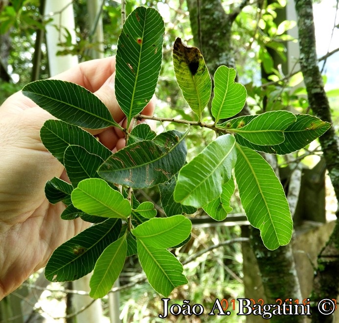 Lithraea brasiliensis