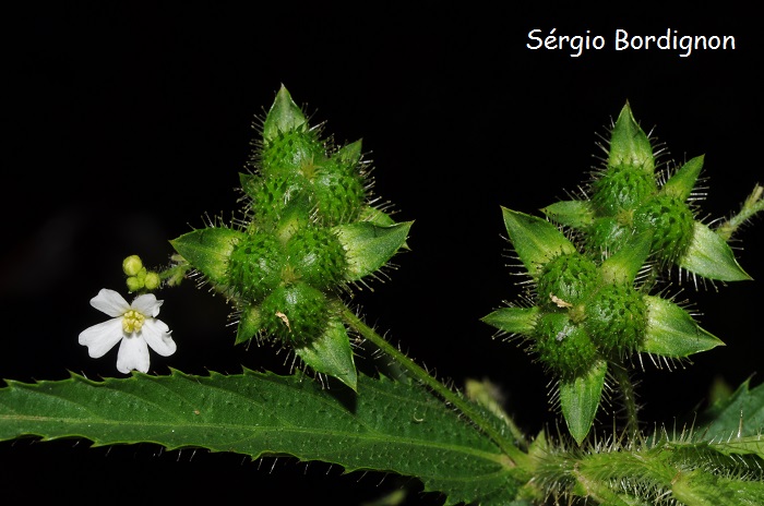 Caperonia linearifolia