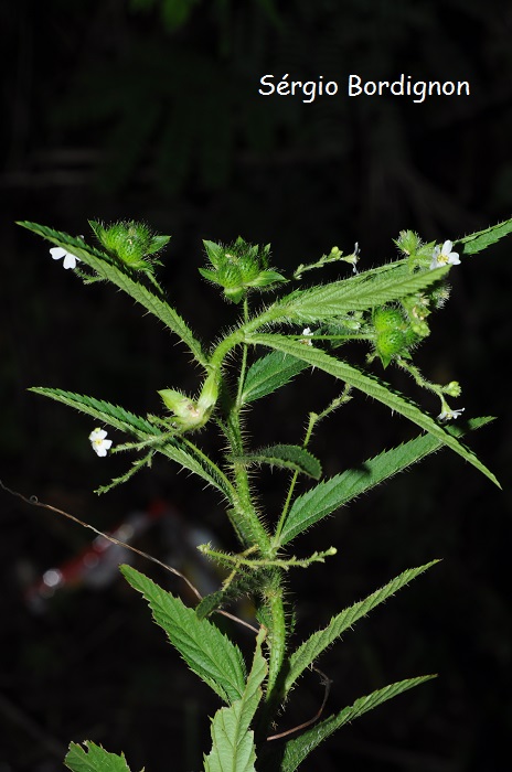 Caperonia linearifolia