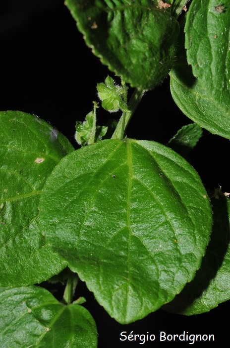 Caperonia cordata