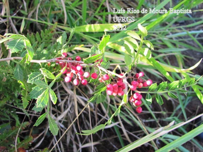 Schinus weinmanniifolius