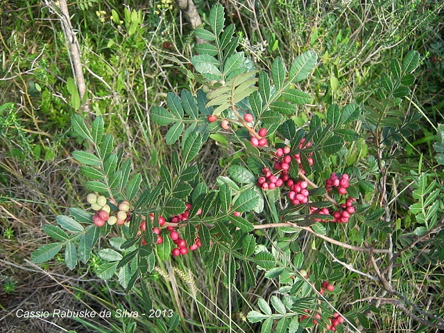 Schinus weinmanniifolius